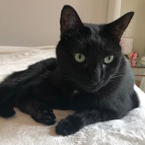 1 Cat Model - Sneaks Into All Photos!